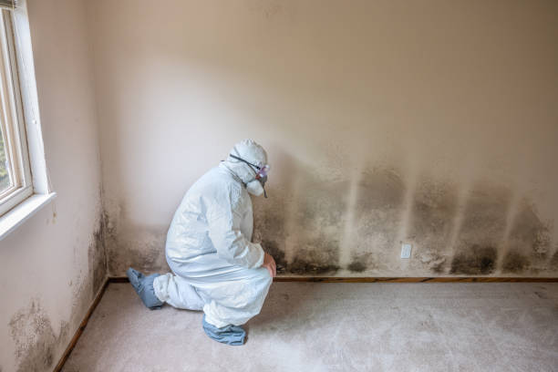 Professional Mold Removal in Hoopeston, IL